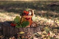 autumn still life on a stump mushrooms oak leaves mountain ashÃ¯Â¿Â¼