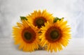 Autumn still life with sunflowers in basket. Autumn arrangement with flowers on a white wooden table Royalty Free Stock Photo