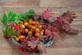 Autumn still life. Tomatoes and sprig of rowan tree. Royalty Free Stock Photo