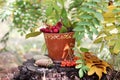 autumn still life on a tree stump: mushrooms, oak leaves, mountain ash, ranetki, conesÃ¯Â¿Â¼