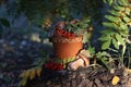 autumn still life on a tree stump: mushrooms, oak leaves, mountain ash, ranetki, conesÃ¯Â¿Â¼