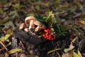 autumn still life on a tree stump: mushrooms, oak leaves, mountain ash, ranetki, conesÃ¯Â¿Â¼