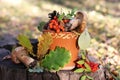 autumn still life on a tree stump: mushrooms, oak leaves, mountain ash, ranetki, conesÃ¯Â¿Â¼