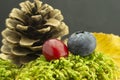 Autumn still life with two berries, cone and leaf Royalty Free Stock Photo