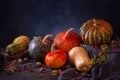 Autumn still life with variety of pumpkins - cucurbita fruits of different colors and sizes with nuts and berries. Royalty Free Stock Photo