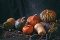 Autumn still life with variety of pumpkins - cucurbita fruits of different colors and sizes with nuts and berries. Royalty Free Stock Photo