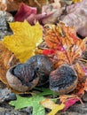 Autumn still life with walnuts and shells