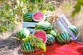 Autumn still life. watermelon fruit picnic Royalty Free Stock Photo