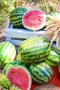 Autumn still life. watermelon fruit picnic Royalty Free Stock Photo