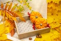 Autumn still life with a white knitted plaid and yellow orange maple and rowan leaves, a tray with pumpkins Royalty Free Stock Photo