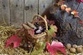 Autumn Still Life with Wicker Basket Filled with Pine Cones, Acorns, Chestnuts, Red Autumn Leaves and Nuts on a Hay Royalty Free Stock Photo