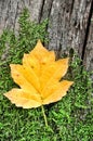 Autumn Still Life Royalty Free Stock Photo