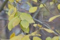 Autumn still life. Yellowing elm leaves. Royalty Free Stock Photo