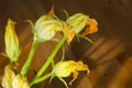 Autumn still life: zucchini flowers Royalty Free Stock Photo