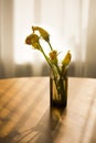 Autumn still life: zucchini flowers Royalty Free Stock Photo