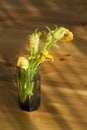 Autumn still life: zucchini flowers Royalty Free Stock Photo