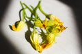 Autumn still life: zucchini flowers Royalty Free Stock Photo