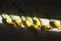 Autumn still life: zucchini flowers Royalty Free Stock Photo