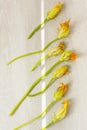 Autumn still life: zucchini flowers Royalty Free Stock Photo