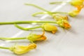 Autumn still life: zucchini flowers Royalty Free Stock Photo