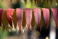 Autumn stink leaves in park Royalty Free Stock Photo