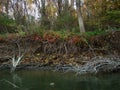 Autumn stories on the Danube River at km 358 1