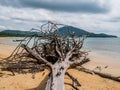 Autumn storm clouds form over driftwood on Nai Yang Beach Near P Royalty Free Stock Photo