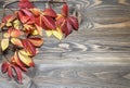 A branch of maiden grapes with bright colored leaves on a wooden background