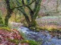 Autumn stream in Skaigh Valley, Belstone, edge of Dartmoor National Park, England.