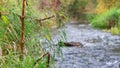 Autumn stream with some plants in fokus