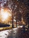 Autumn street with leaves after rain. Sunny day on avenue. Alley with trees, lamp and benches.