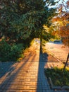 Autumn street with leaves. Sunny day on avenue. Alley with trees, ndian summer