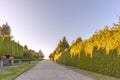 autumn street with trees and fallen leaves, green fence from plants Royalty Free Stock Photo