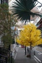 autumn street view photo shotting Royalty Free Stock Photo