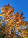 Autumn strong orange colored treetop under dark blue sky Royalty Free Stock Photo