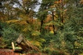 Autumn at Styal Woods Royalty Free Stock Photo