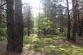 Autumn summer forest years after the fire. Consequences of a forest fire. Nature has recovered. light makes its way through the