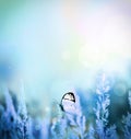 Autumn and summer landscape. Blue field, butterfly and sky Royalty Free Stock Photo