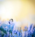 Autumn and summer landscape. Blue field, butterfly and sky Royalty Free Stock Photo