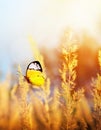 Autumn and summer landscape. Yellow field and blue sky Royalty Free Stock Photo