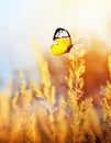 Autumn and summer landscape. Yellow field and blue sky Royalty Free Stock Photo