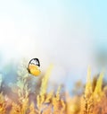 Autumn and summer landscape. Yellow field and blue sky Royalty Free Stock Photo