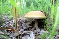 Boletus mushroom growing in the forest appeared from under dry grass and leaves Royalty Free Stock Photo