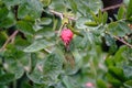 Autumn or summer nature background with rose hips branches with water drops after rain in the sunset light. The rose hip or Royalty Free Stock Photo