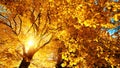 Autumn sun beautifully illuminating a beech tree Royalty Free Stock Photo