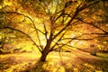 Autumn sun enchanting a beautiful tree