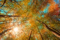 Autumn Sun Shining Through Canopy Of Tall Maple Trees. Upper Branches Of Tree With Yellow Orange Colors Foliage.