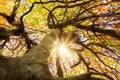 Sun shining through the crown of a tree Royalty Free Stock Photo