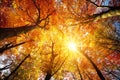 Autumn sun shining through tree canopy Royalty Free Stock Photo