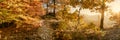 Autumn sun warmly shining through the golden foliage of a magical forest. Autumn banner. Royalty Free Stock Photo